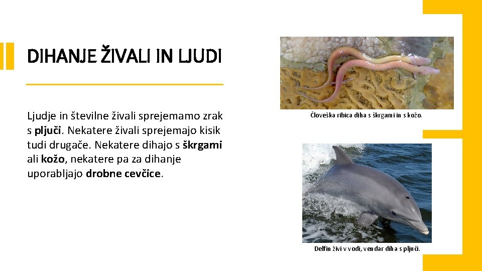 DIHANJE ŽIVALI IN LJUDI Ljudje in številne živali sprejemamo zrak s pljuči. Nekatere živali