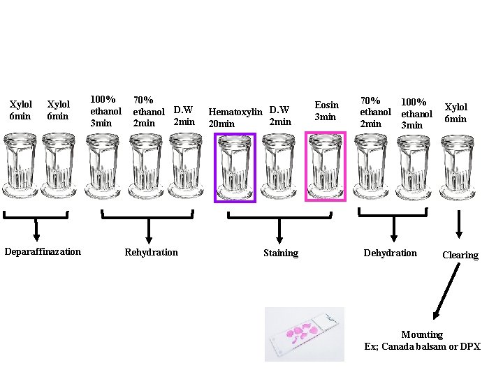 Xylol 6 min Deparaffinazation 100% ethanol 3 min 70% ethanol D. W 2 min