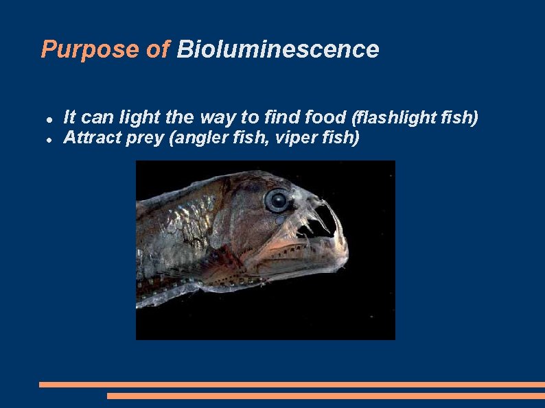 Purpose of Bioluminescence It can light the way to find food (flashlight fish) Attract