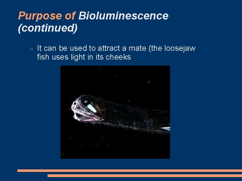 Purpose of Bioluminescence (continued) It can be used to attract a mate (the loosejaw