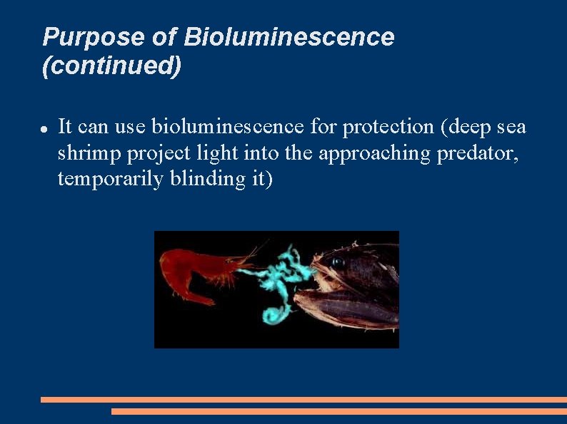 Purpose of Bioluminescence (continued) It can use bioluminescence for protection (deep sea shrimp project