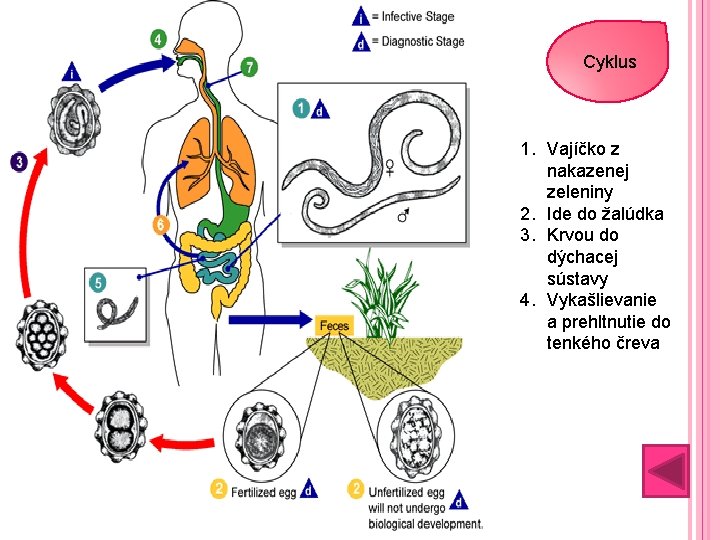 Cyklus 1. Vajíčko z nakazenej zeleniny 2. Ide do žalúdka 3. Krvou do dýchacej