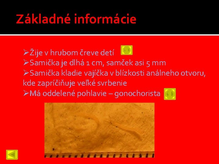 Základné informácie ØŽije v hrubom čreve detí ØSamička je dlhá 1 cm, samček asi