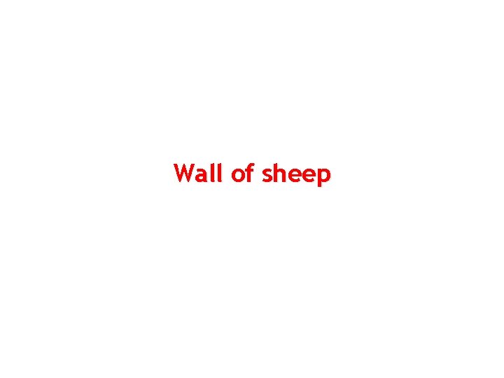 Wall of sheep 5 