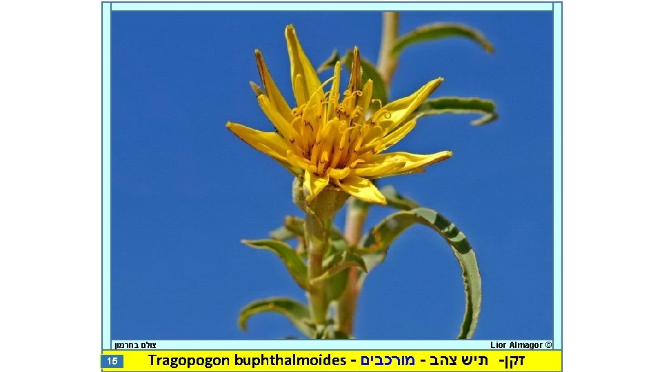  צולם בחרמון 15 Lior Almagor © Tragopogon buphthalmoides - מורכבים - תיש צהב