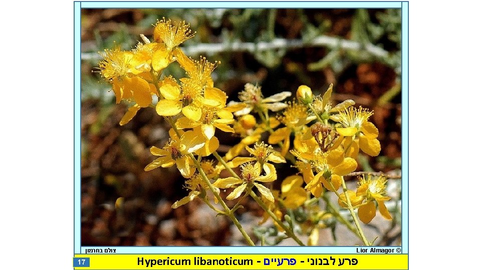  צולם בחרמון 17 Lior Almagor © Hypericum libanoticum - פרעיים - פרע לבנוני