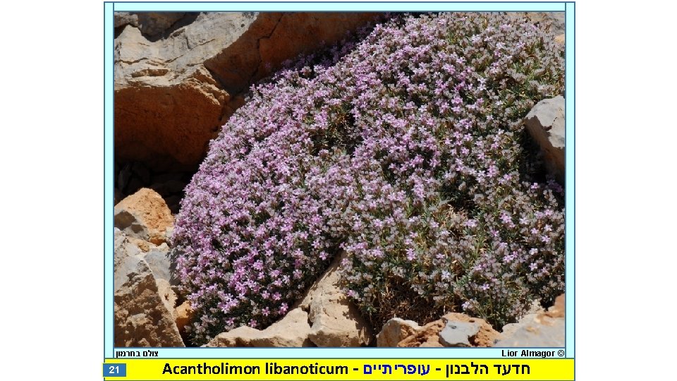  צולם בחרמון 21 Lior Almagor © Acantholimon libanoticum - עופריתיים - חדעד הלבנון