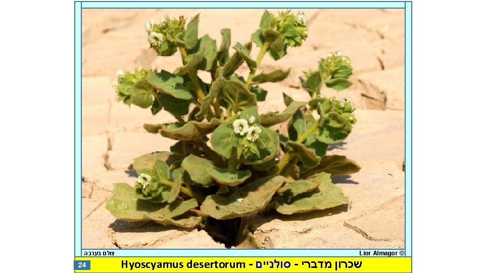  צולם בערבה 24 Lior Almagor © Hyoscyamus desertorum - סולניים - שכרון מדברי