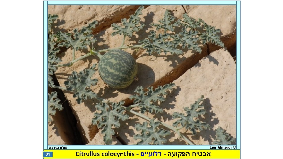  צולם בערבה 31 Lior Almagor © Citrullus colocynthis - דלועיים - אבטיח הפקועה