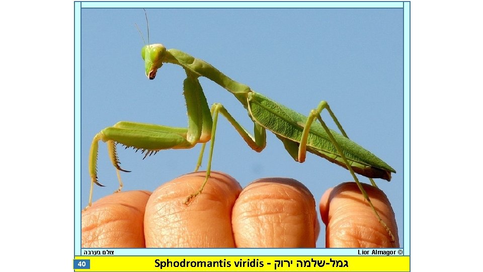  צולם בערבה 40 Sphodromantis viridis - שלמה ירוק - גמל Lior Almagor ©