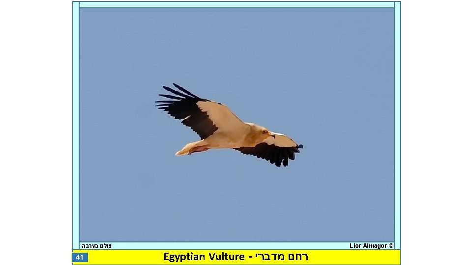  צולם בערבה 41 Egyptian Vulture - רחם מדברי Lior Almagor © 