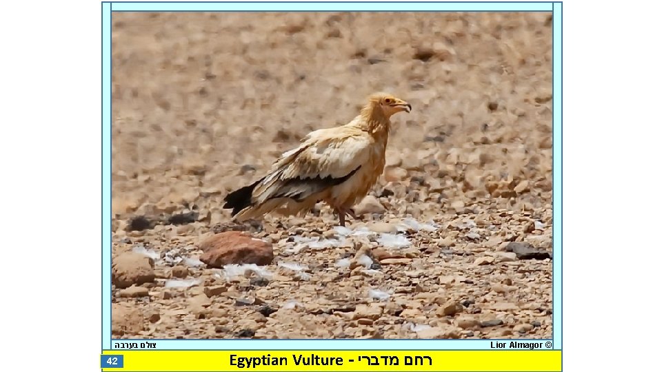  צולם בערבה 42 Egyptian Vulture - רחם מדברי Lior Almagor © 