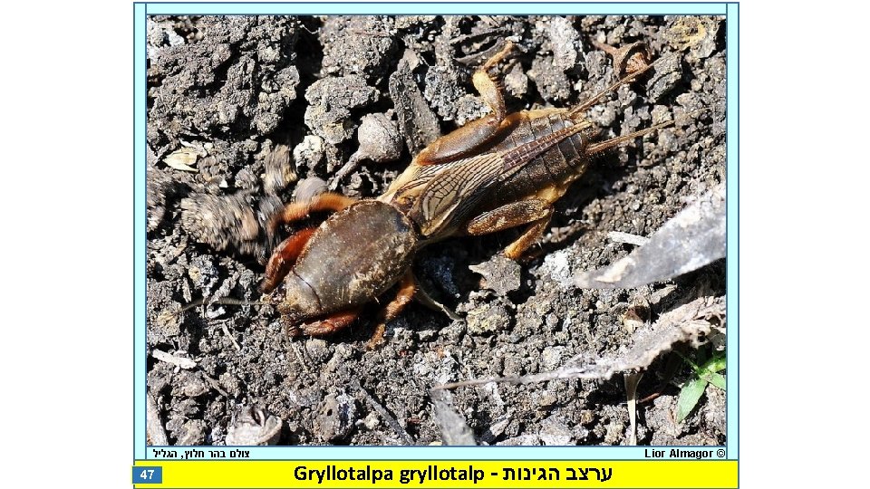  הגליל , צולם בהר חלוץ 47 Gryllotalpa gryllotalp - ערצב הגינות Lior Almagor