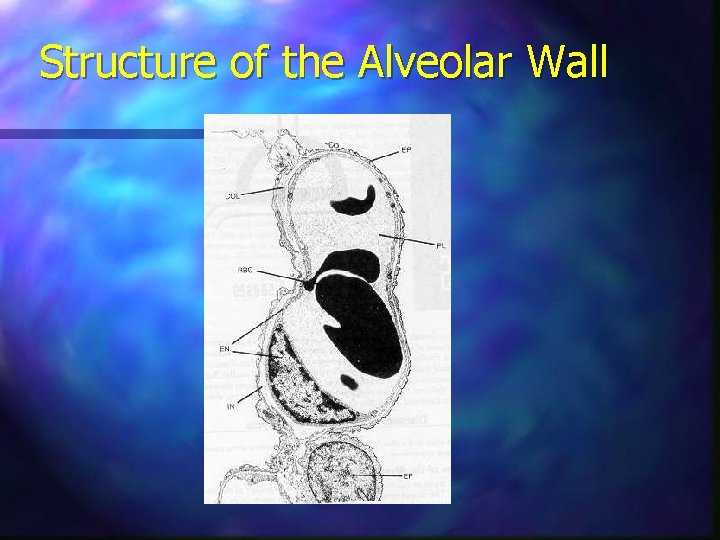 Structure of the Alveolar Wall 