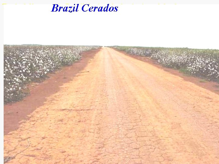Typical dirt road in Brazil. Cerados during the beginning of the dry season. Brazil