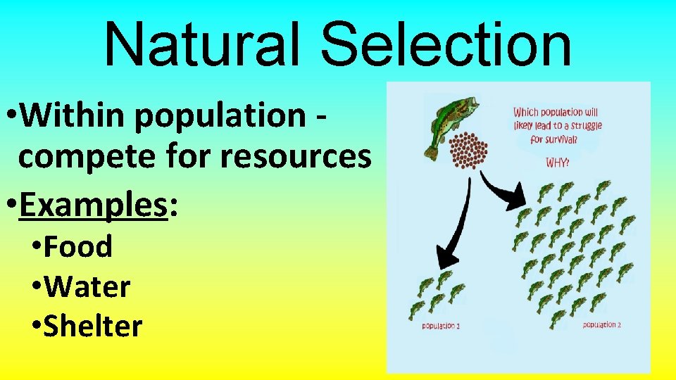 Natural Selection • Within population compete for resources • Examples: • Food • Water