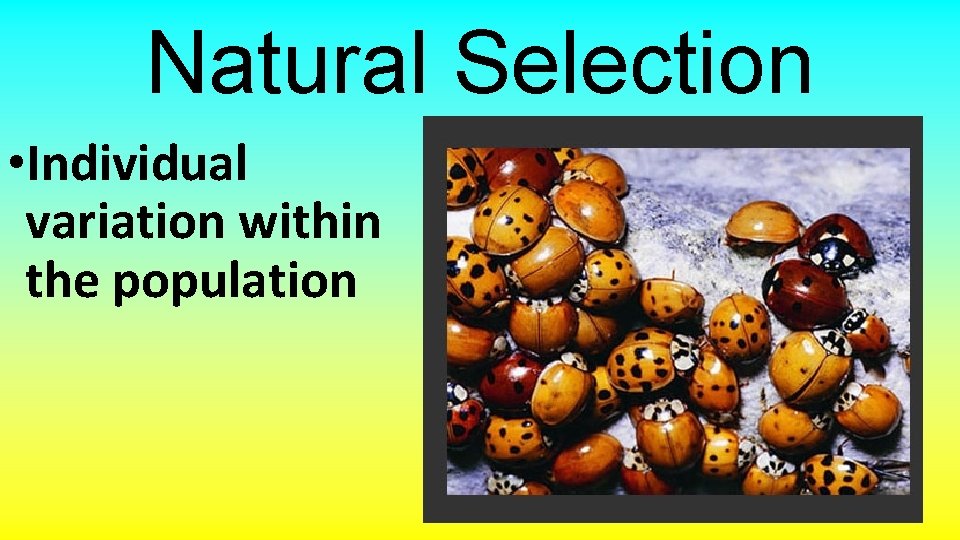 Natural Selection • Individual variation within the population 