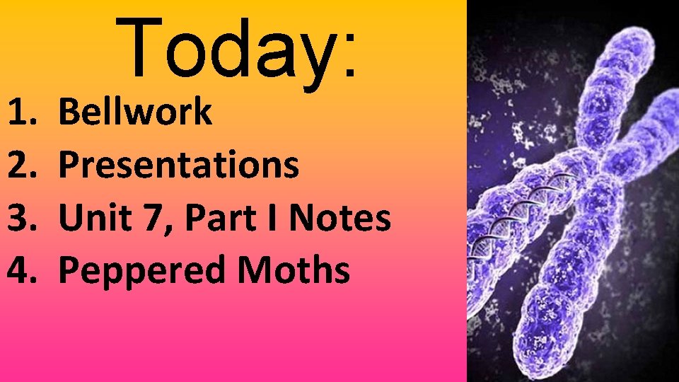 1. 2. 3. 4. Today: Bellwork Presentations Unit 7, Part I Notes Peppered Moths