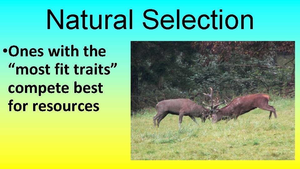 Natural Selection • Ones with the “most fit traits” compete best for resources 