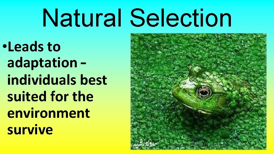 Natural Selection • Leads to adaptation – individuals best suited for the environment survive