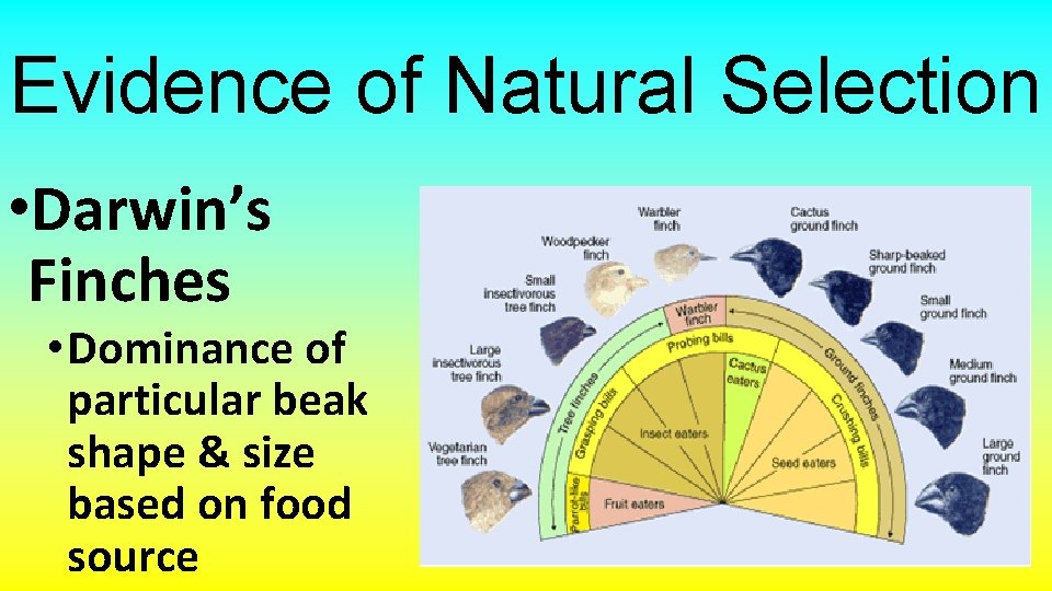 Evidence of Natural Selection • Darwin’s Finches • Dominance of particular beak shape &