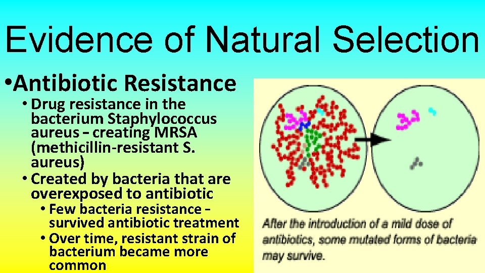 Evidence of Natural Selection • Antibiotic Resistance • Drug resistance in the bacterium Staphylococcus