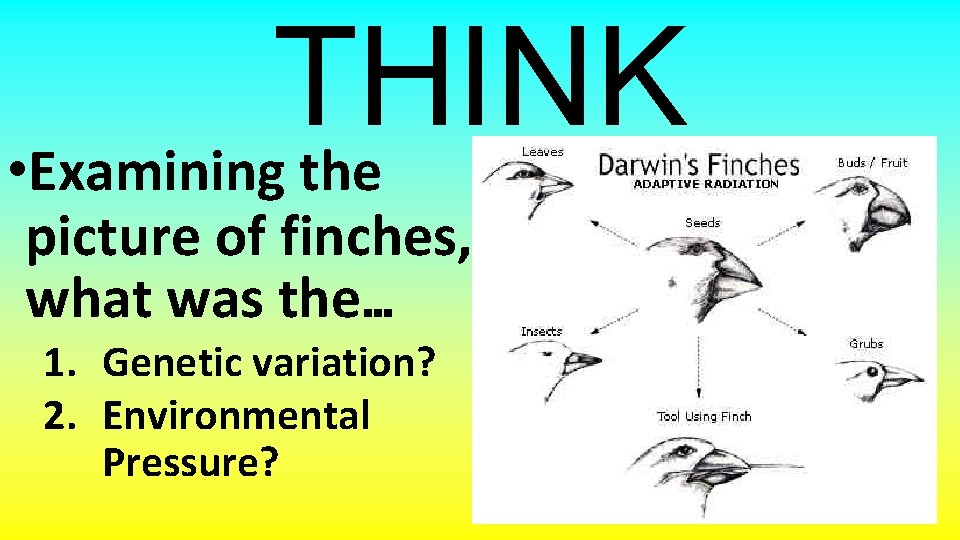 THINK • Examining the picture of finches, what was the… 1. Genetic variation? 2.