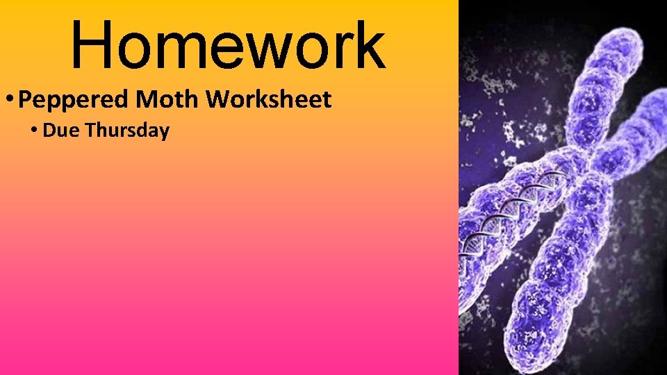 Homework • Peppered Moth Worksheet • Due Thursday 