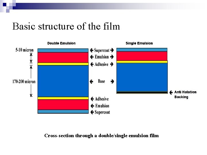 Basic structure of the film Cross-section through a double/single emulsion film 