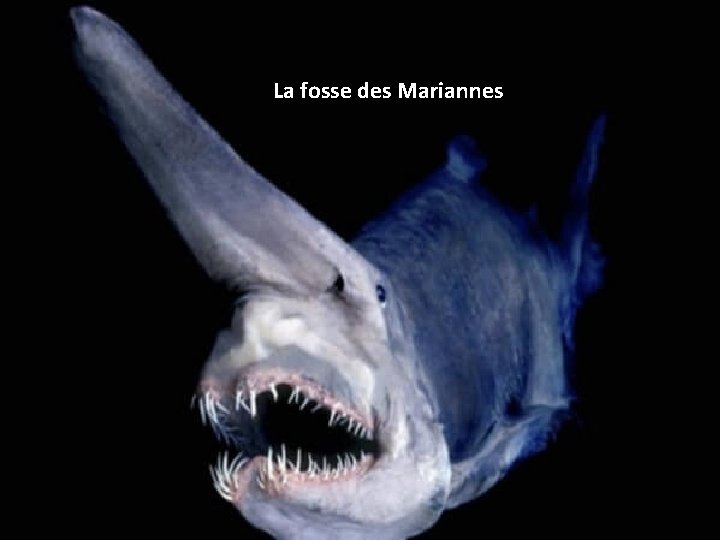 La fosse des Mariannes 