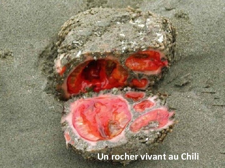 Un rocher vivant au Chili 