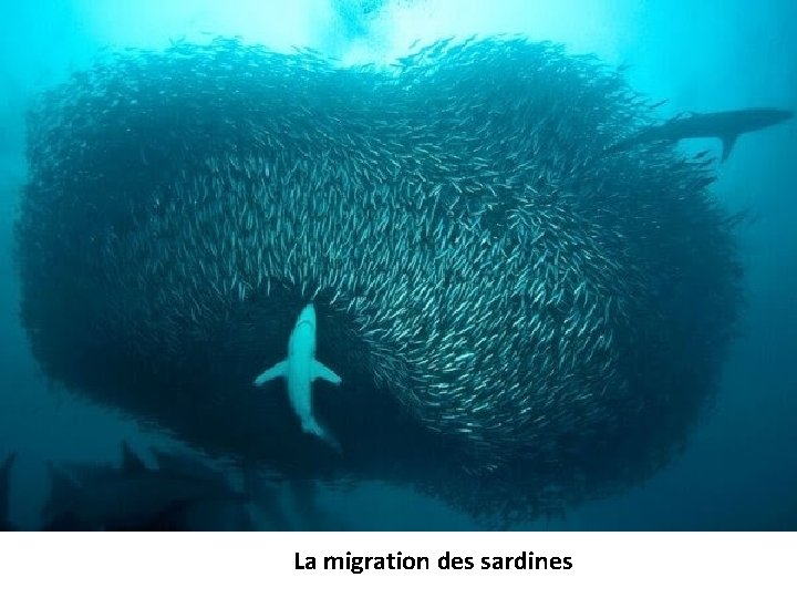 La migration des sardines 