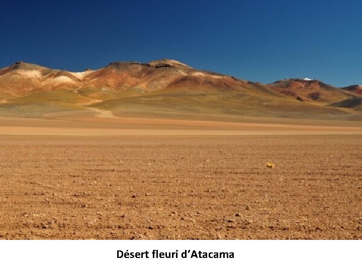 Désert fleuri d’Atacama 