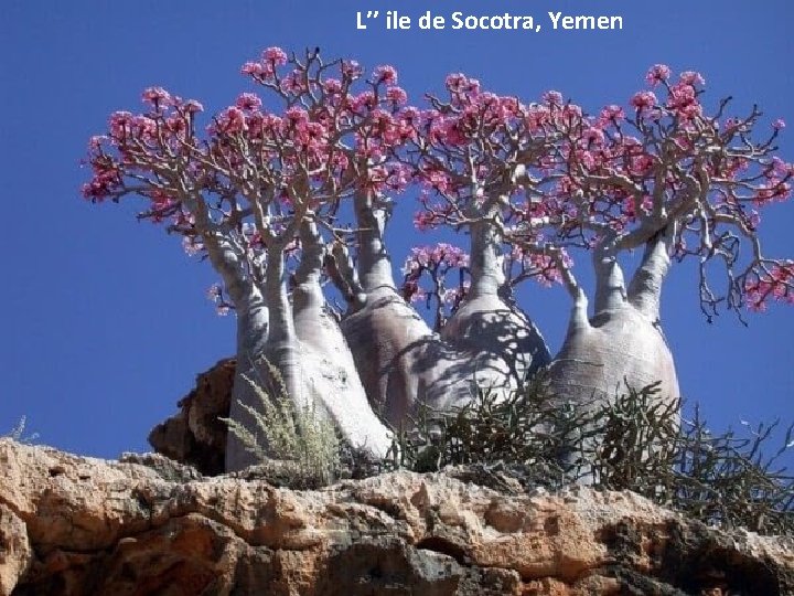 L’’ ile de Socotra, Yemen 