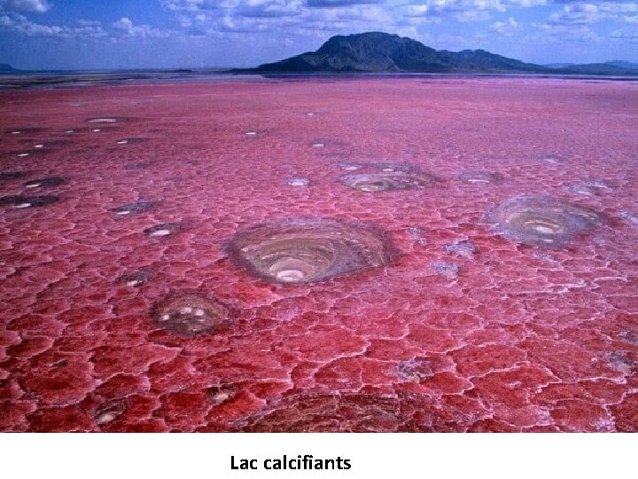 Lac calcifiants 