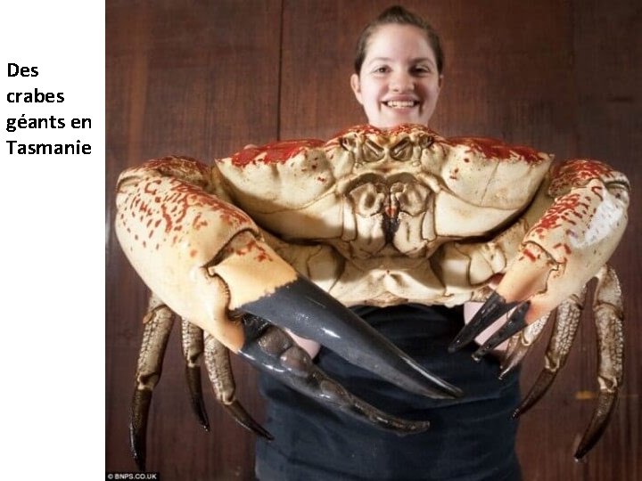 Des crabes géants en Tasmanie 