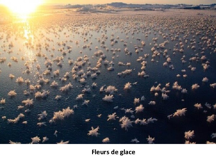 Fleurs de glace 