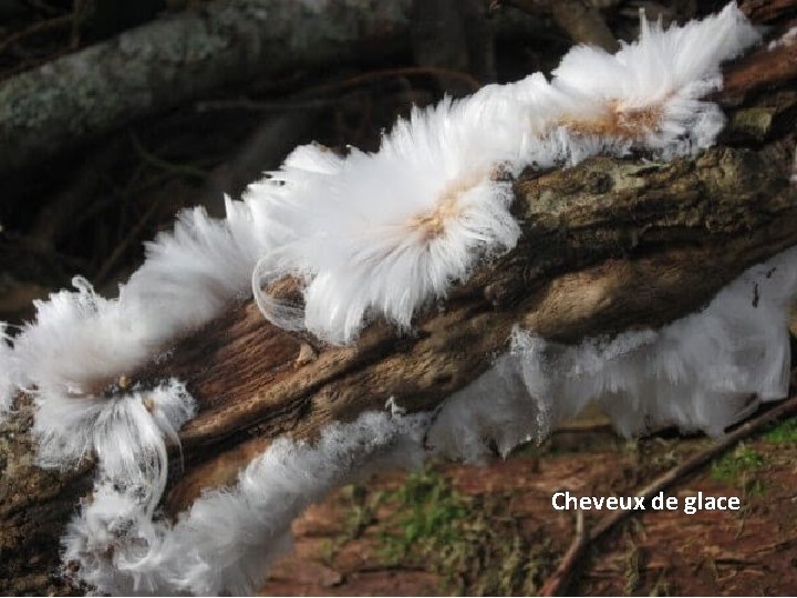 Cheveux de glace 