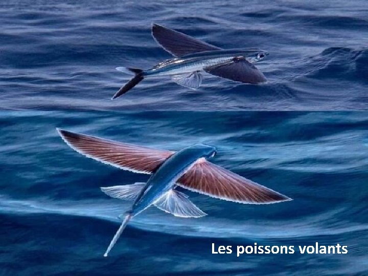 Les poissons volants 