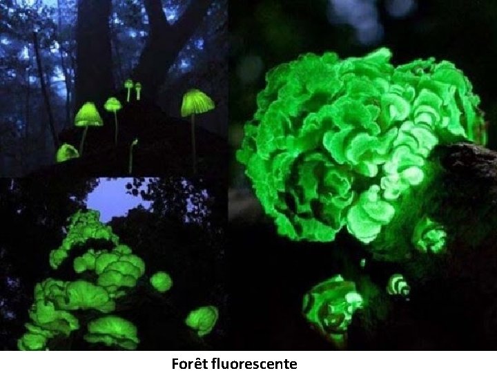 Forêt fluorescente 