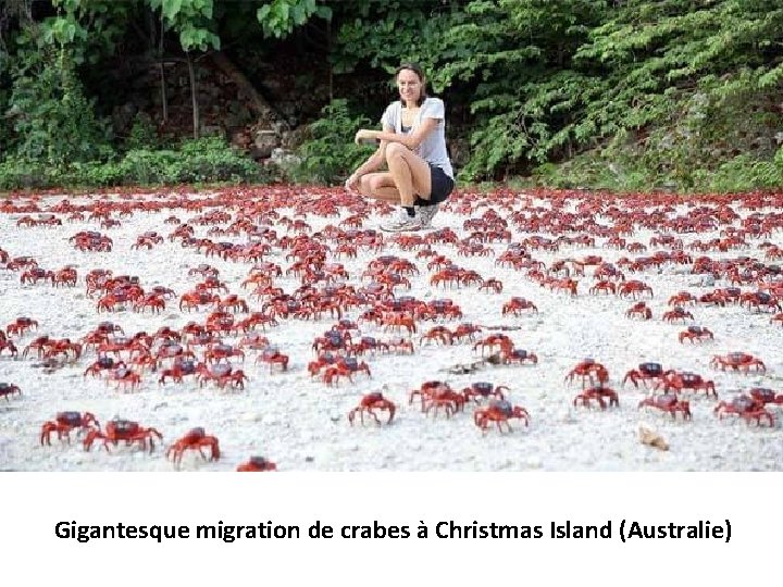 Gigantesque migration de crabes à Christmas Island (Australie) 