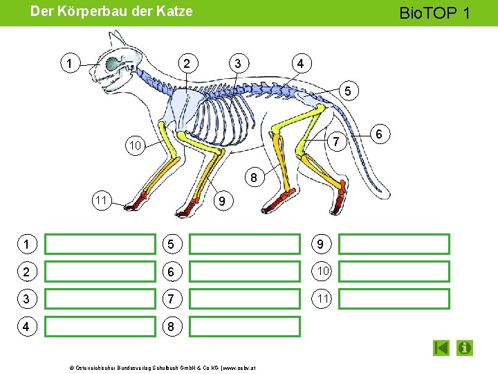 Der Körperbau der Katze 1 Bio. TOP 1 2 3 4 5 7 10