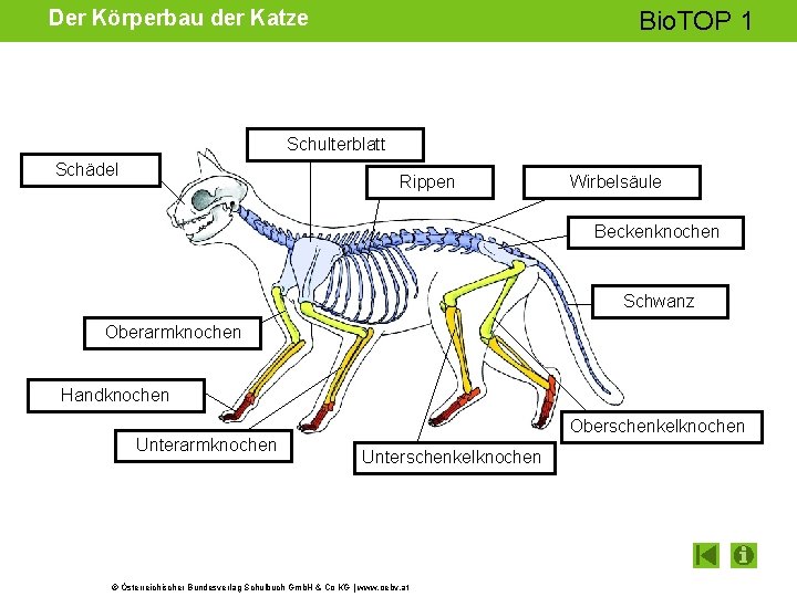 Der Körperbau der Katze Bio. TOP 1 Schulterblatt Schädel Rippen Wirbelsäule Beckenknochen Schwanz Oberarmknochen