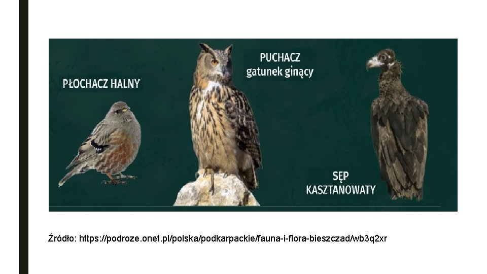 Źródło: https: //podroze. onet. pl/polska/podkarpackie/fauna-i-flora-bieszczad/wb 3 q 2 xr 