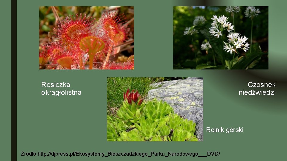 Rosiczka okrągłolistna Czosnek niedźwiedzi Rojnik górski Źródło: http: //djpress. pl/Ekosystemy_Bieszczadzkiego_Parku_Narodowego___DVD/ 