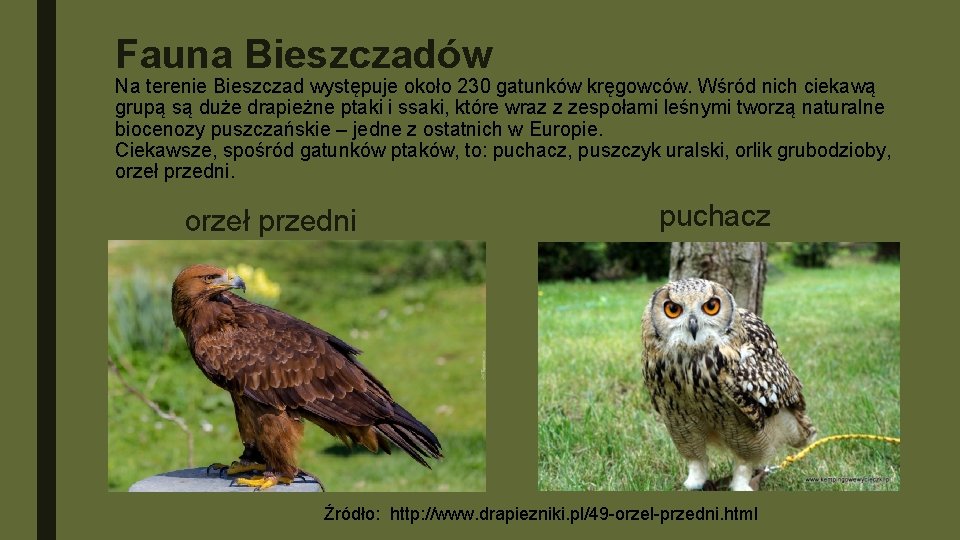 Fauna Bieszczadów Na terenie Bieszczad występuje około 230 gatunków kręgowców. Wśród nich ciekawą grupą