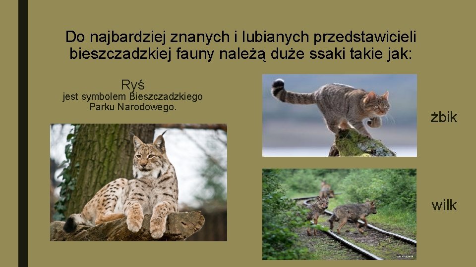 Do najbardziej znanych i lubianych przedstawicieli bieszczadzkiej fauny należą duże ssaki takie jak: Ryś
