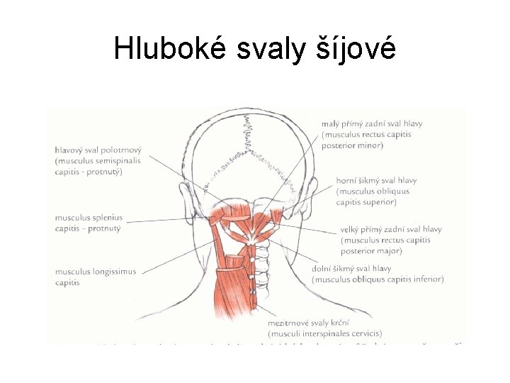 Hluboké svaly šíjové 