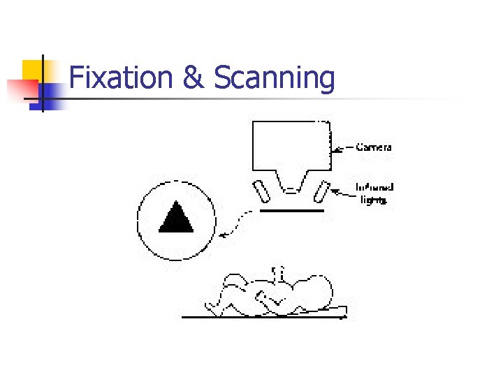 Fixation & Scanning 