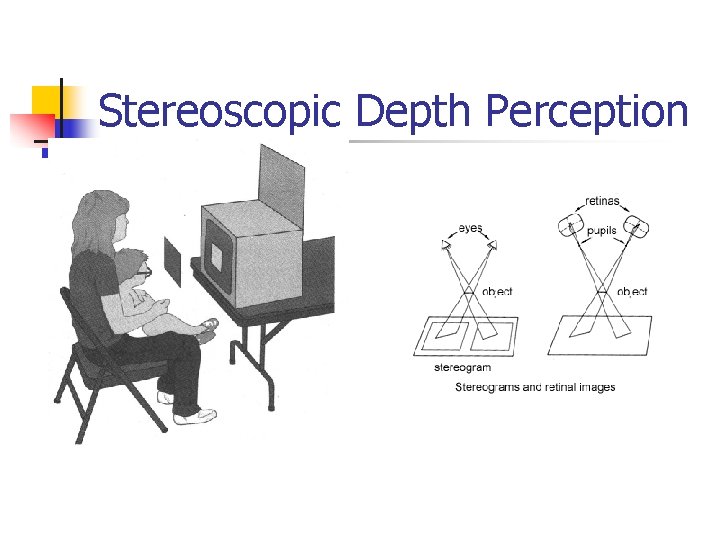 Stereoscopic Depth Perception 